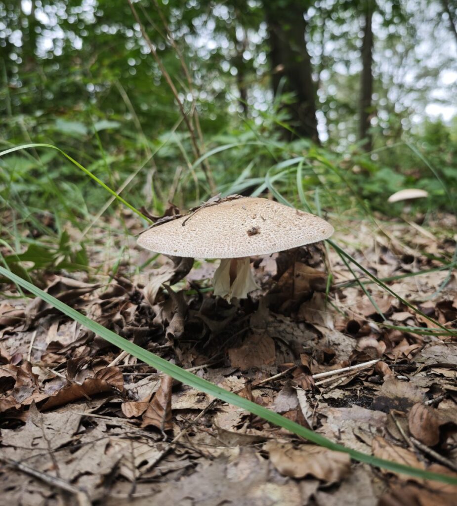 Paddenstoel met geschubde hoed tussen afgevallen beukenblad op een bospad bij Lage Vuursche