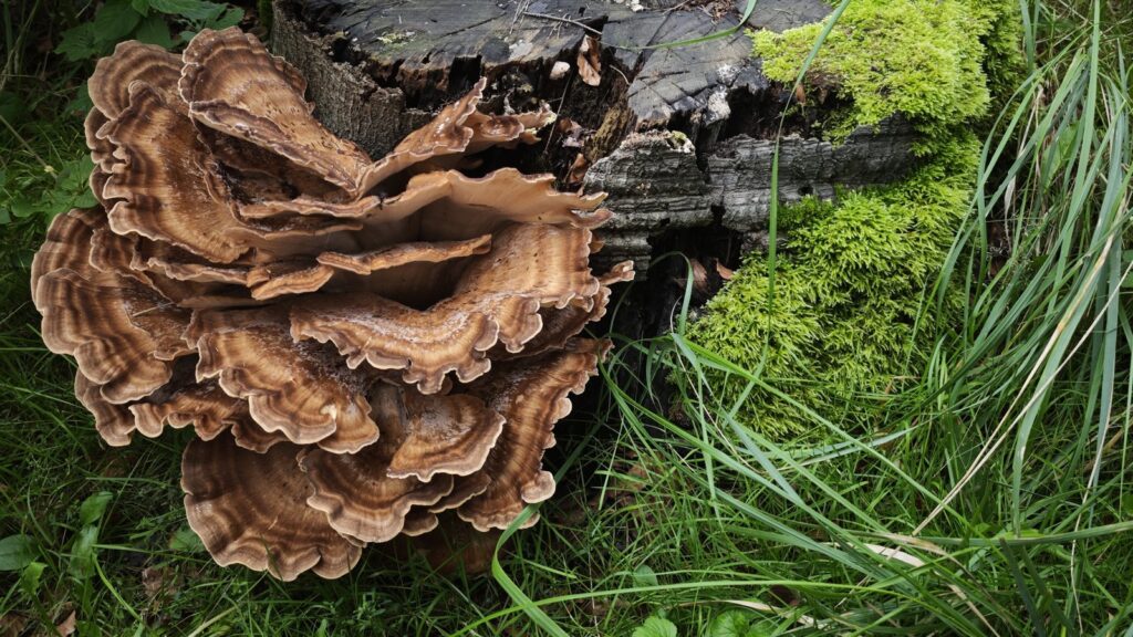 Wandelen in Lage Vuursche: grote gelaagde zwam tegen een bemoste boomstronk in het bos